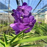 Gorgeous Ascda Princess Mikasa Blue orchid in full bloom - Buy Now!