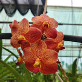 Gorgeous Vanda Predo Bonitti Jairak orchid in full bloom - Buy Now!