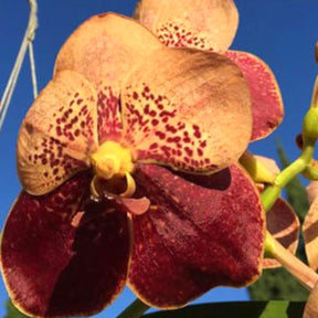 Beautiful Vanda Jiraprapa x Davarak x Butterfly orchid in full bloom - Buy Now!