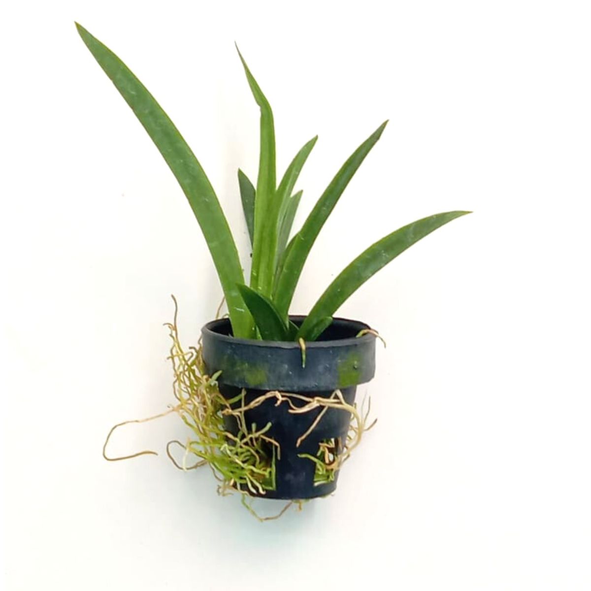 Tolumnia Jairak Firm Fine Point Orchid Blooming Live Plant - Witness the Stunning Beauty of Delicately Patterned Blooms in Your Home