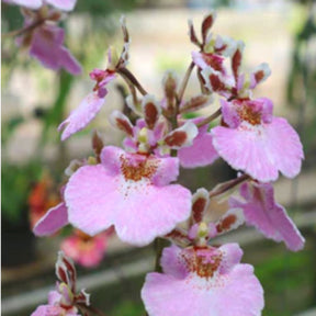 Tolumnia Jairak Firm Sweet Pink Seedling Orchid Live Plant Flower - Experience the Beauty of Delicate Pink Blooms in Your Home