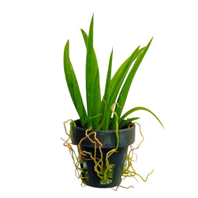 Tolumnia Jairak Firm X Jaho Fantasy Orchid - Blooming Size Plant: Experience the Beauty of Fully Blooming and Exotic Orchid Flowers