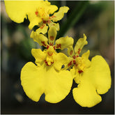 Tolumnia Jairak Firm X Jaho Fantasy Orchid - Vibrant and Captivating Blooms for Sale