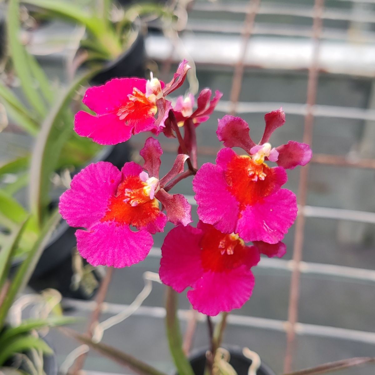 Tolumnia Jairak Flyer Gules Orchid - Captivating Red Blooms for Sale