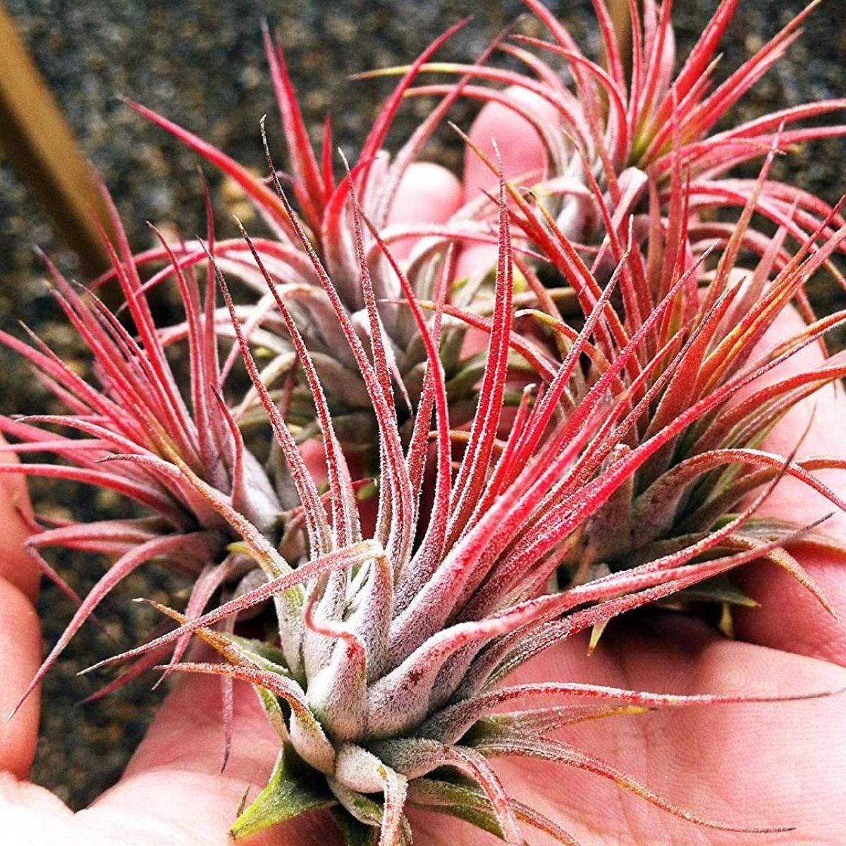 Tillandsia Ionantha Red Orchid - Blooming Size Plant: Experience the Beauty of Fully Matured Red Air Plants