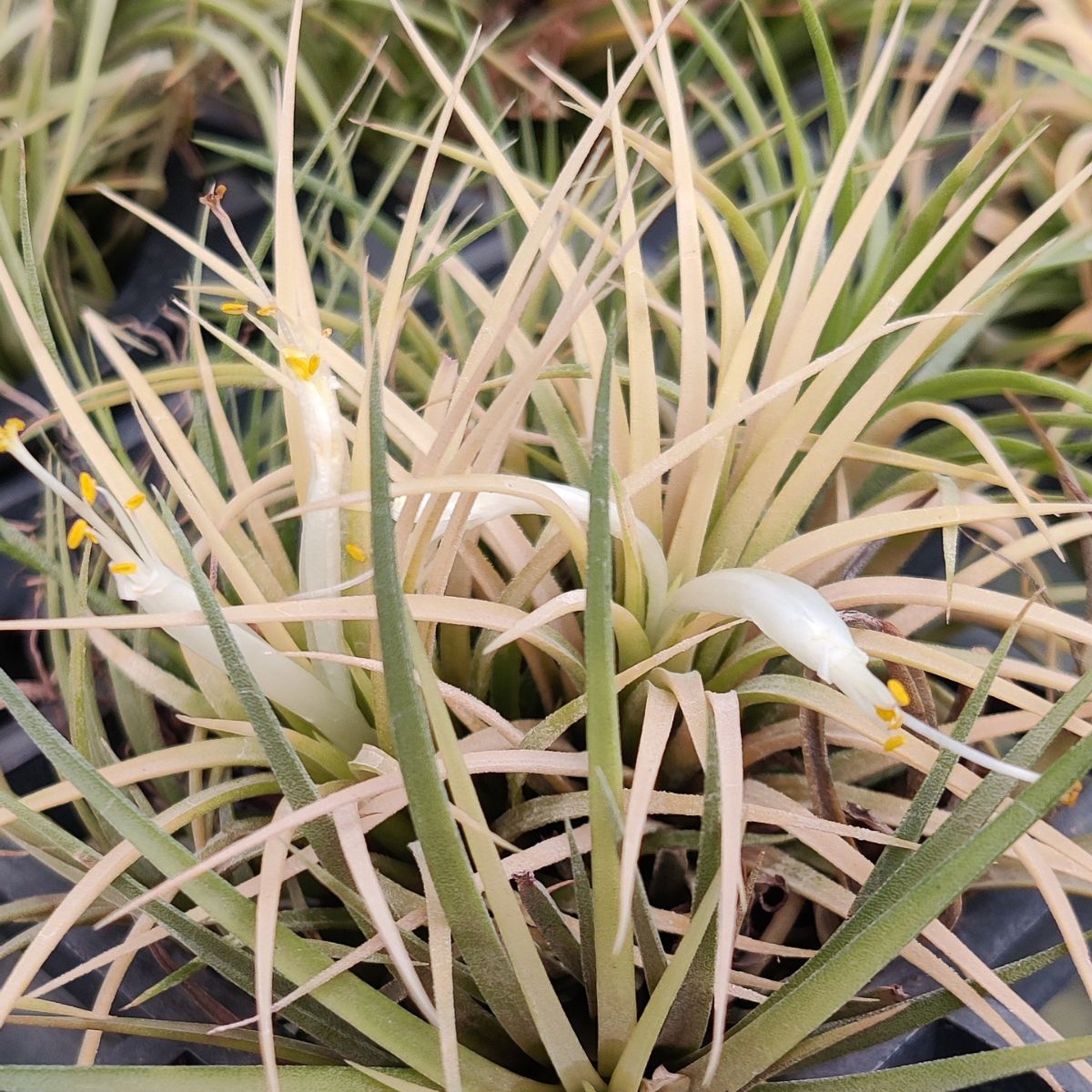Tillandsia Ionantha Yellow Air Plant - Vibrant Yellow Air Plant for Sale