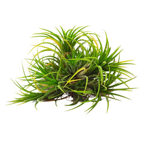 illandsia Ionantha Yellow Air Plant - Blooming Size Plant: Experience the Beauty of Fully Matured Yellow Air Plants