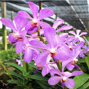 Mokara Jairak Blue Orchid - Mesmerizing Blue Blooms for Sale