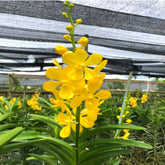 Mokara Chaopraya Gold Orchid - Exquisite Golden Blooms for Sale