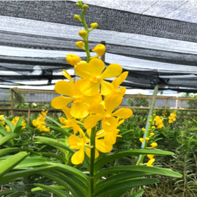 Mokara Chaopraya Gold Orchid - Exquisite Golden Blooms for Sale