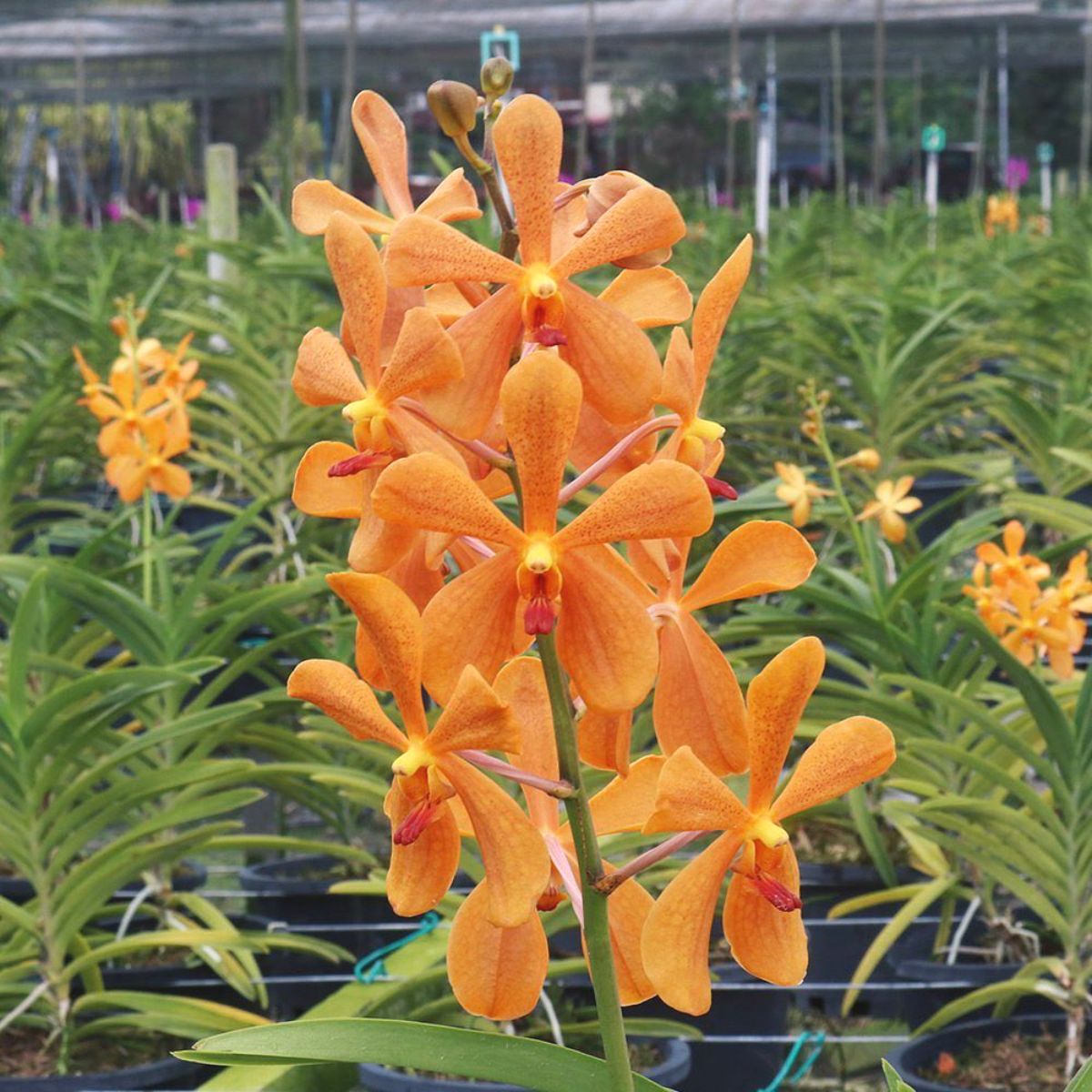 Mokara Oomyai Orange Orchid - Vibrant Orange Blooms for Sale