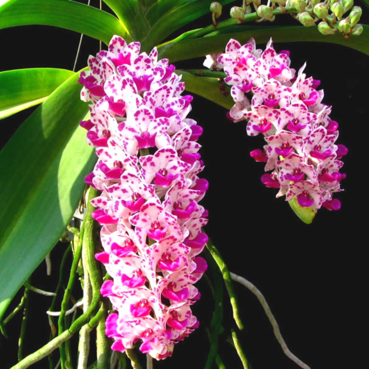 Close-up of a cluster of exquisite Rhynchostylis Gigantea orchid flowers in various shades of pink and white, capturing their delicate beauty and enchanting fragrance