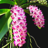 Close-up of a cluster of exquisite Rhynchostylis Gigantea orchid flowers in various shades of pink and white, capturing their delicate beauty and enchanting fragrance