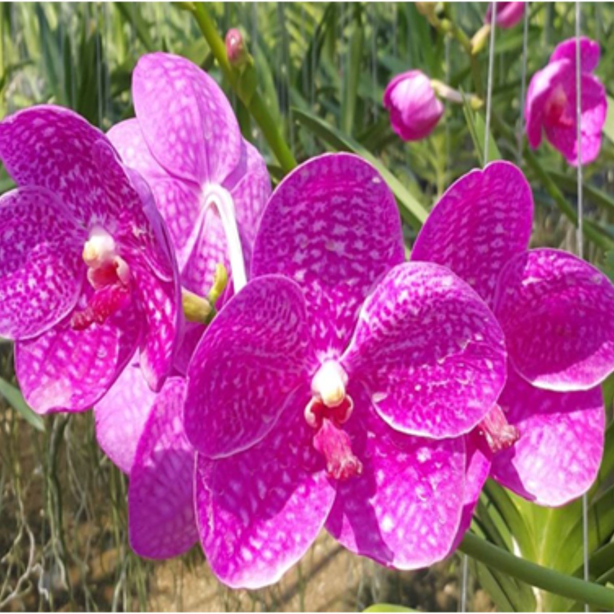 Vanda Siriporn Pink Var Jairak Pink Orchid Flower - Delicate Pink Blooms in Full Blossom, A Stunning Floral Display