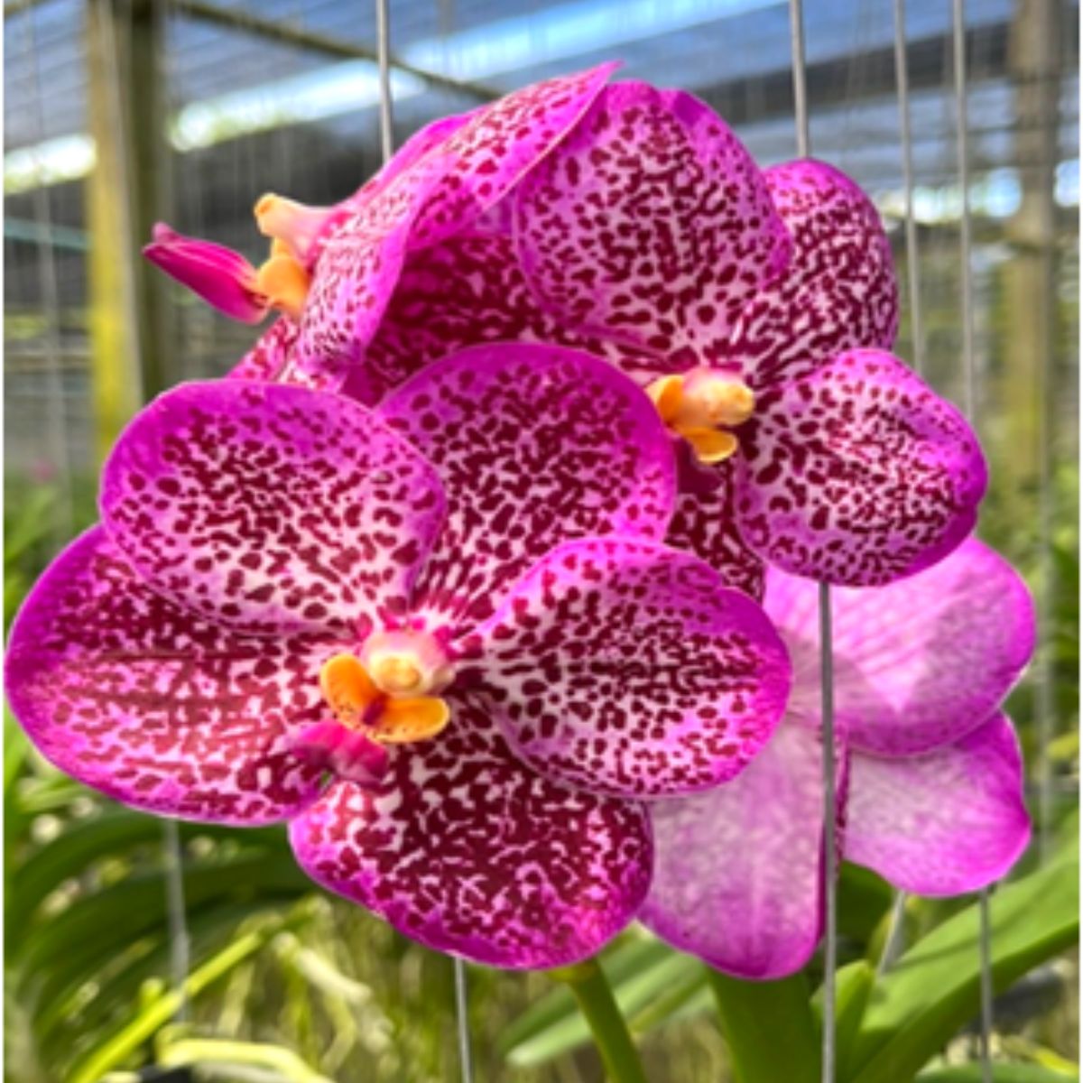 Vanda Warintha Orchid Flower - Vibrant and Eye-Catching Blooms, A Captivating Floral Delight