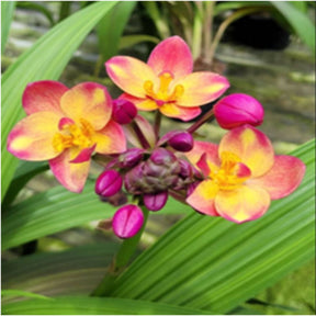 Spathoglottis Fancy Peach Yellow Orchid Flower - Delicate Peach and Vibrant Yellow Blooms, a Stunning Floral Blend"