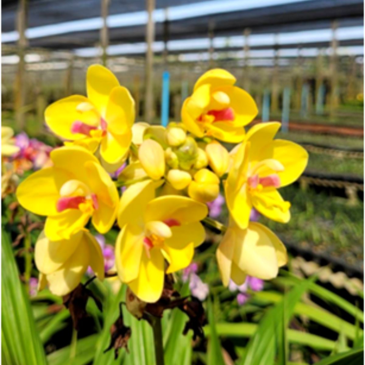 The Spathoglottis Yellow Red Lip orchid typically features medium-sized blooms. The flowers showcase a combination of yellow petals with a distinctive red lip or labellum. The yellow color of the petals adds a bright and cheerful touch, while the red lip creates a striking contrast.