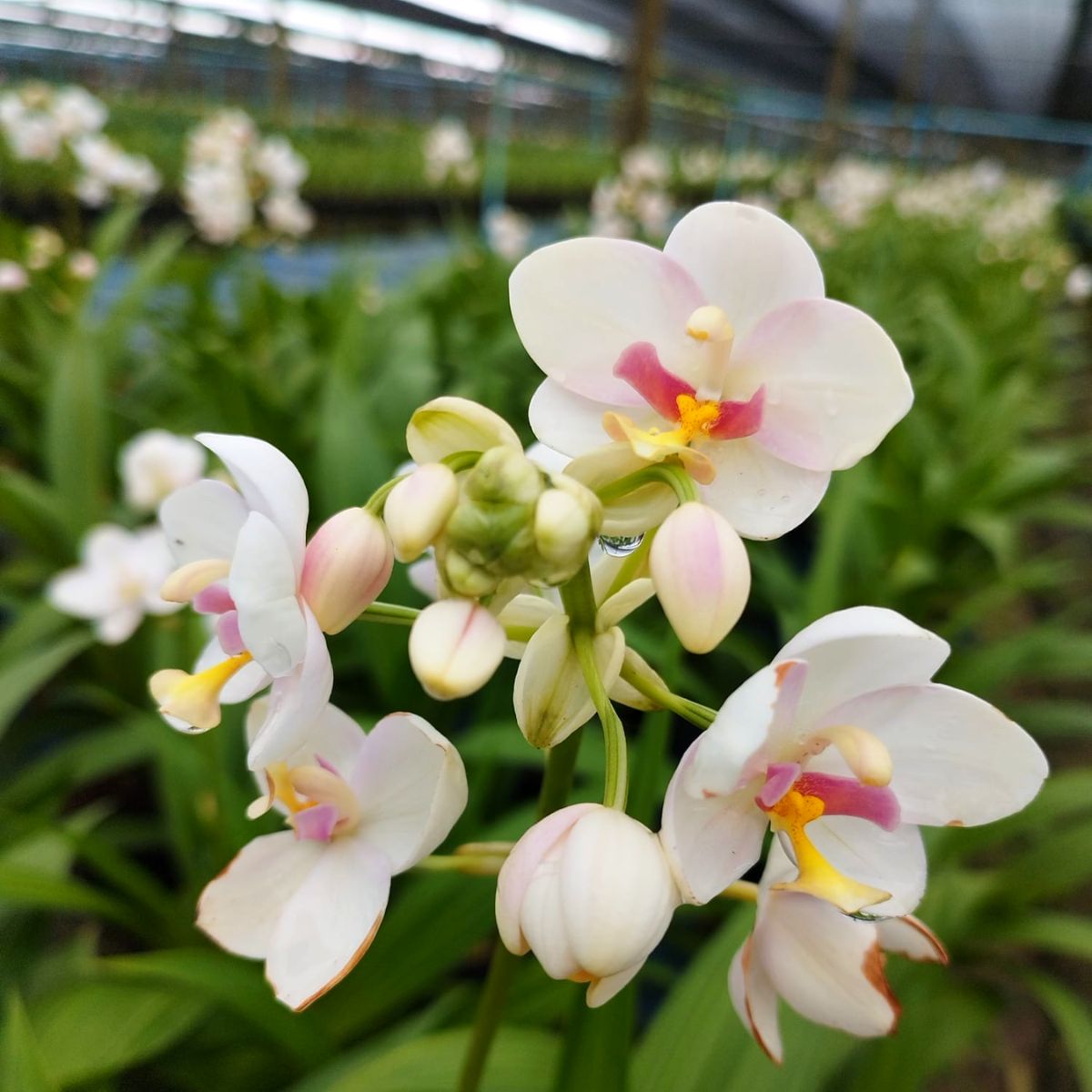 The Spathoglottis White Red Lip orchid typically features medium-sized blooms. The flowers showcase a pristine white color for the petals, with a striking red lip or labellum. The combination of white and red creates a visually striking contrast and adds a touch of elegance to the flower.