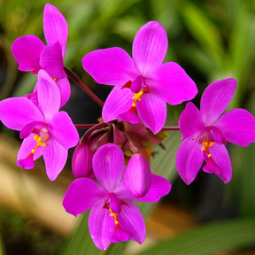 Spathoglottis Purple Orchid Flower - Vibrant Purple Blooms in Full Blossom, Aesthetically Captivating