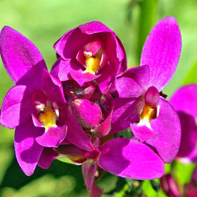Spathoglottis Dark Purple Mini Orchid Flower - Exquisite Dark Purple Blooms, Petite and Captivating