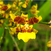 Oncidium Golden Anniversary Orchid Flower - Radiant Golden Blooms Symbolizing Milestone Celebrations