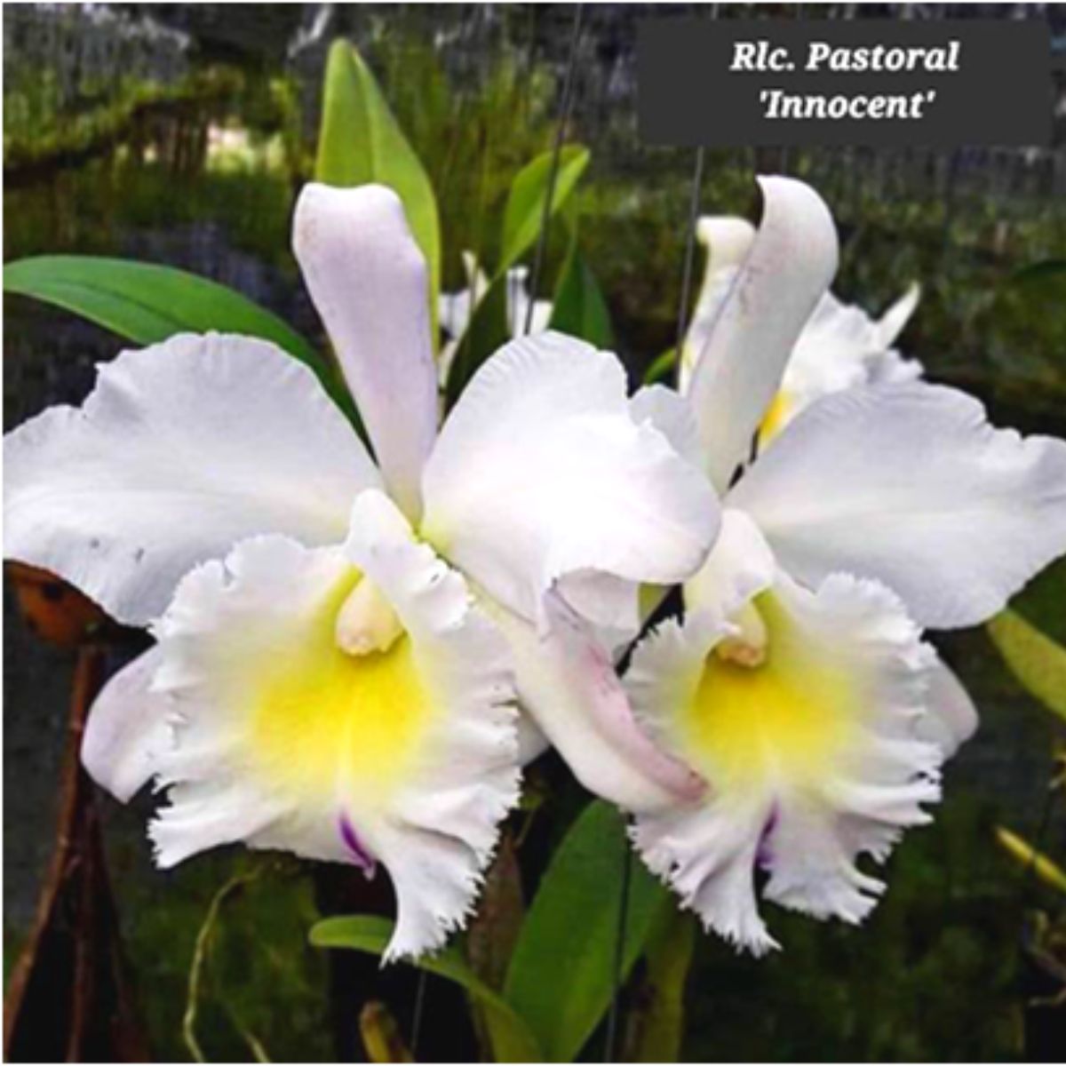 Shop the exquisite Cattleya Pastoral Innocent orchid flower - pristine white blooms radiating serenity and elegance, perfect for enchanting floral arrangements or creating a tranquil garden oasis