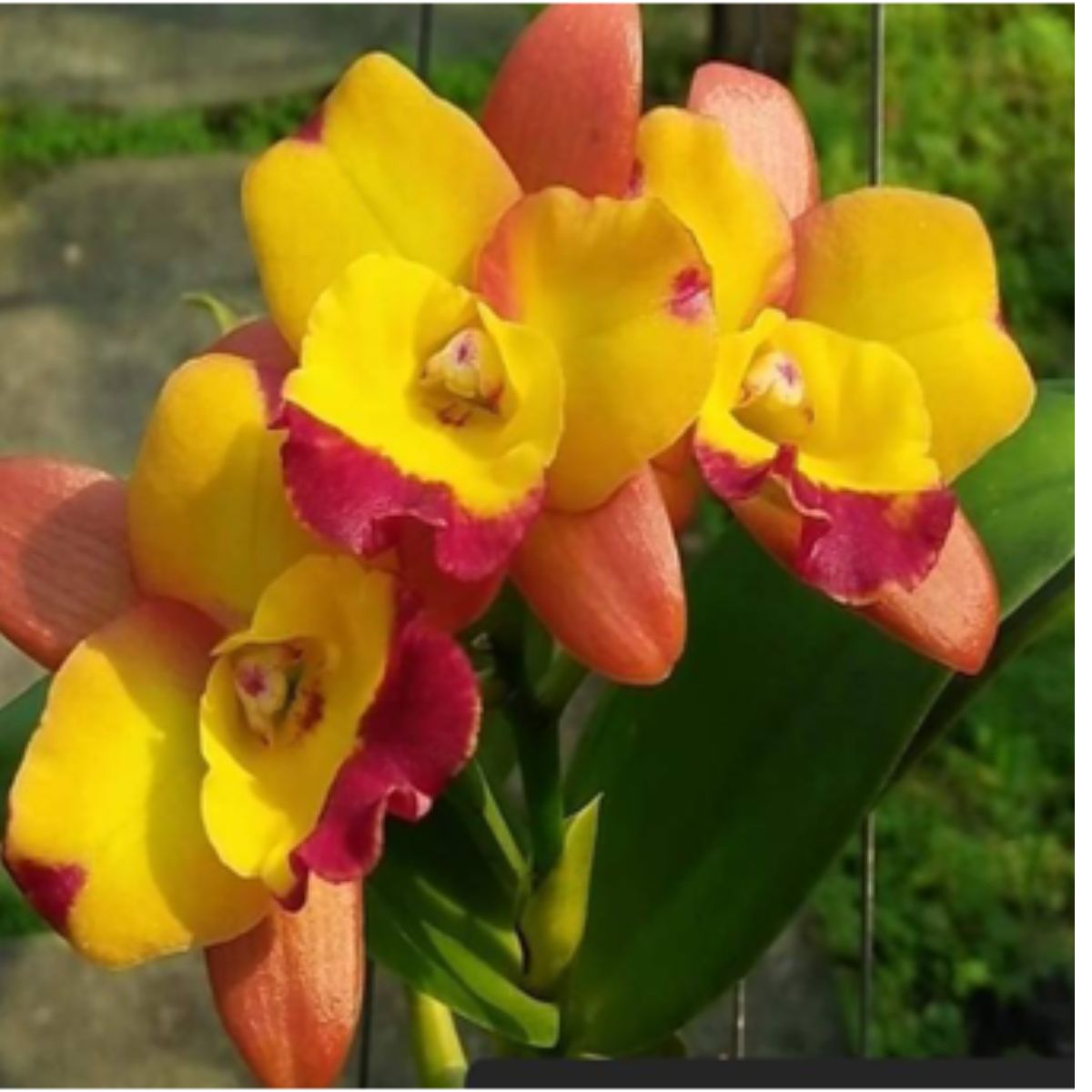 Shop the mesmerizing Rth Chomyong Fairy orchid flower - delicate blooms that evoke an enchanting aura of beauty and grace, perfect for captivating floral displays or adding a touch of magic to your garden