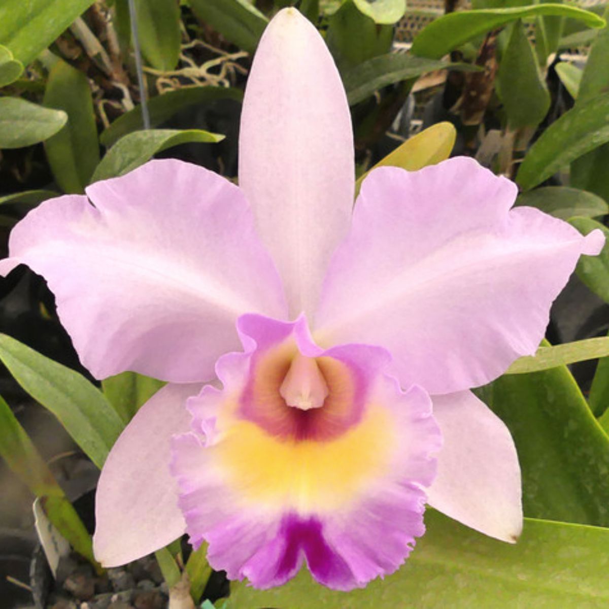 Shop the mesmerizing LC Princess Pink orchid flower - delicate pink petals that exude elegance and grace, perfect for captivating floral arrangements or adding charm to your garden