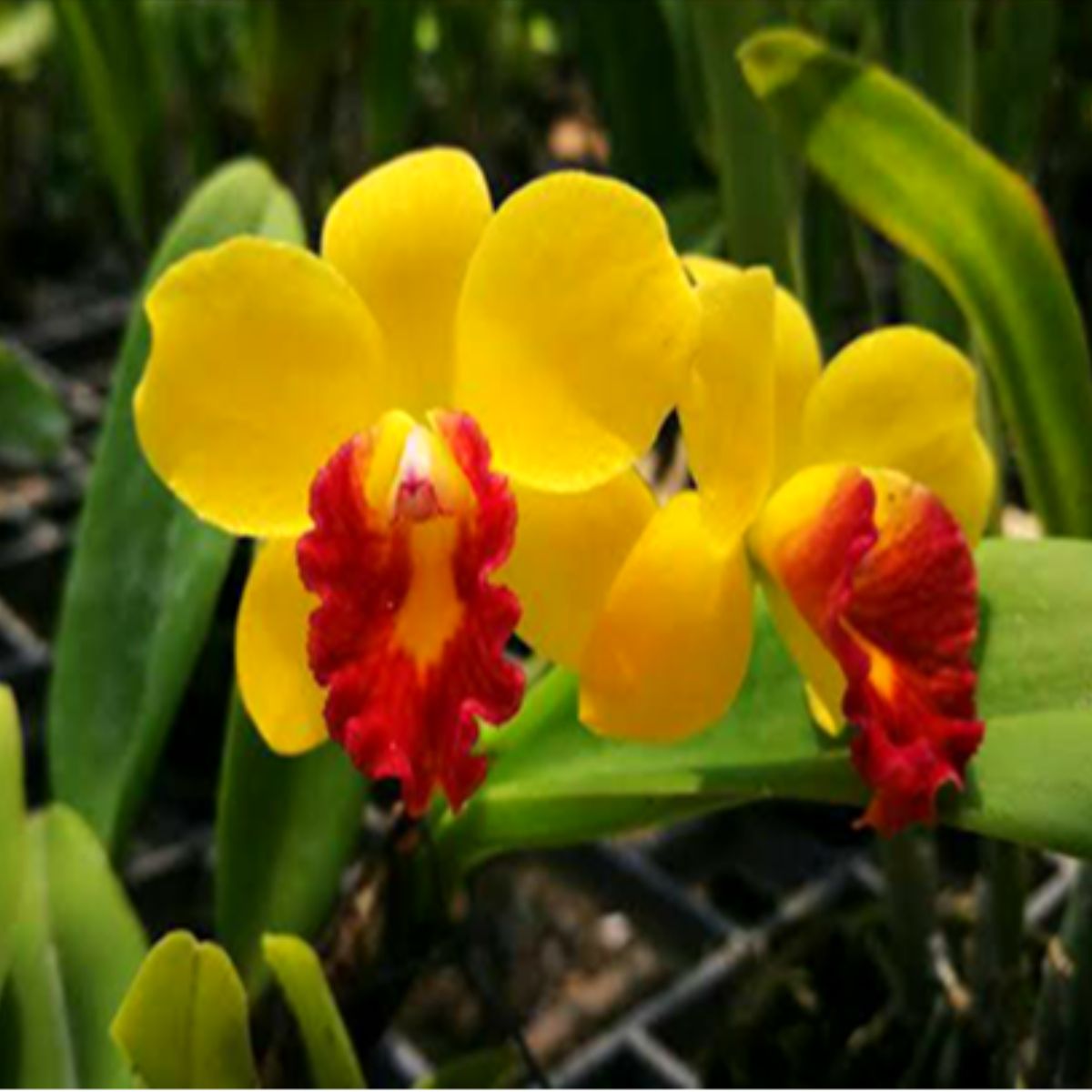 Shop the vibrant Cattleya Jungle Beau orchid flower - a captivating burst of color and elegance for your floral arrangements or garden