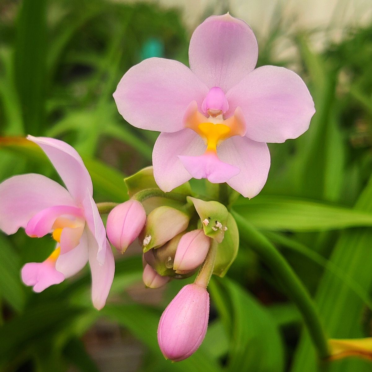 Spathoglottis Pink Princess Orchid - Stunning pink blooms of the Pink Princess Orchid