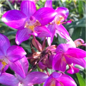 Close-up of Spathoglottis Purple Sweet Orchid Flower: Exquisite Beauty and Fragrance Combined