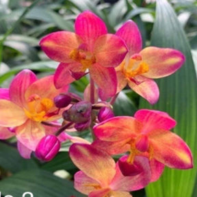 Close-up of Spathoglottis Big Orange Fancy Orchid Flower: A Dazzling Display of Exotic Beauty