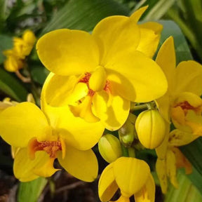 Close-up of Spathoglottis Big Yellow Orchid Flower: A Burst of Radiant Beauty