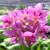 Close-up of Spathoglottis Purple White Sweet Orchid Flower: A Harmonious Blend of Grace and Elegance