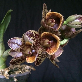 Gorgeous CTMD Dragon Glade orchid showcasing vibrant and intricate flowers