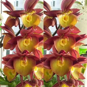 Gorgeous Catasetum Orchid Glade orchid showcasing its vibrant and enchanting flowers