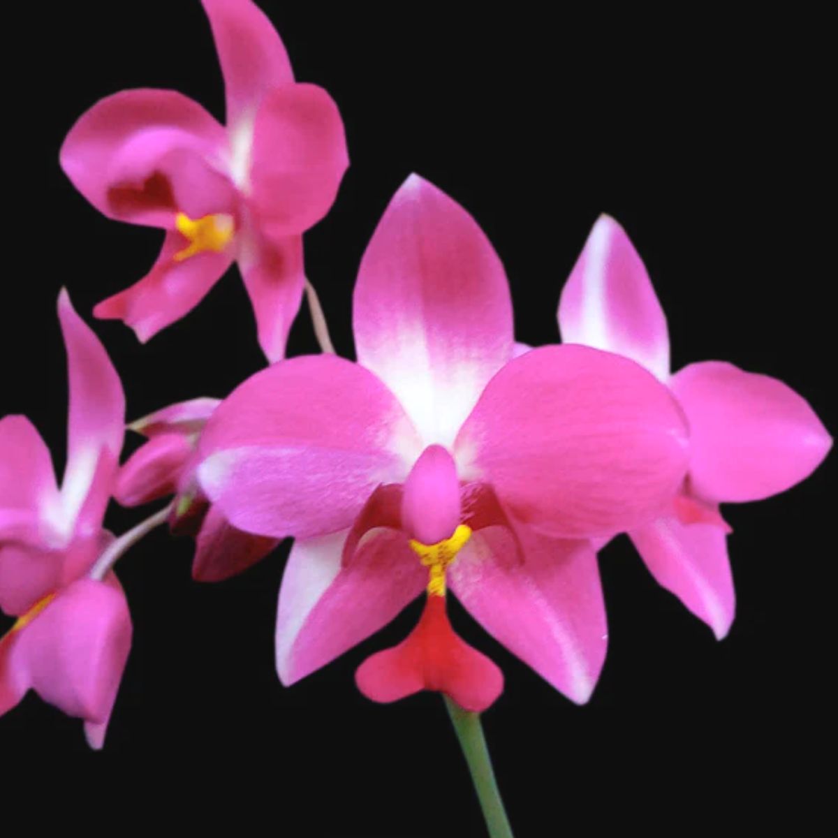 Close-up of Spathoglottis Purple Sky Orchid Flower: Nature's Palette of Serene Beauty