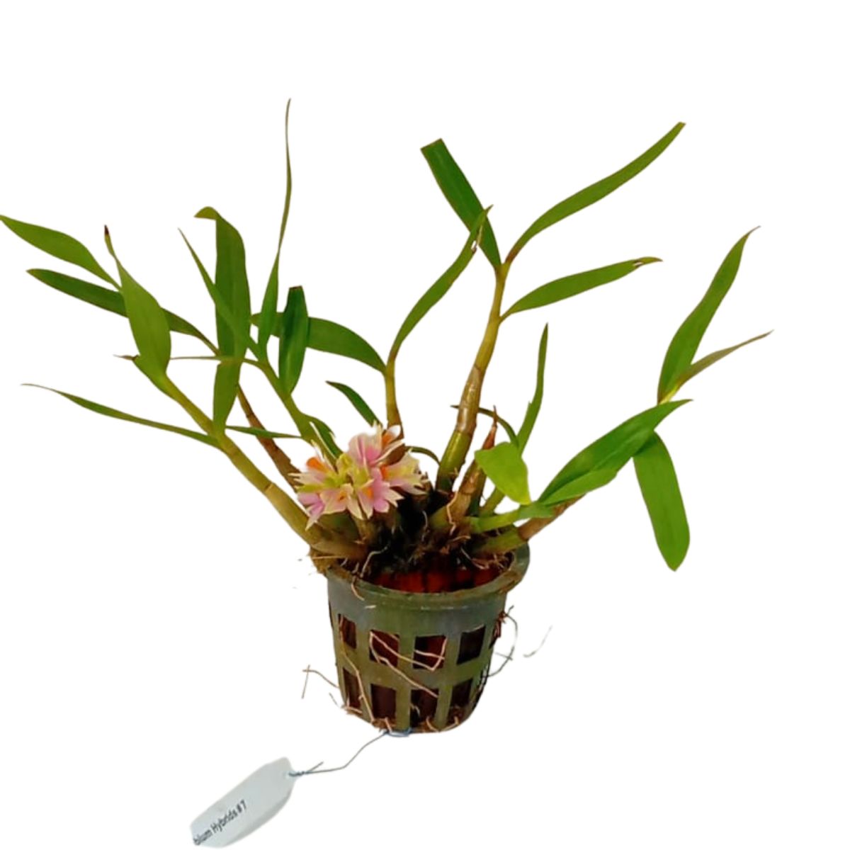 Dendrobium Sakurako orchid - Mature blooming-sized plant with elegant flowers - Buy Online