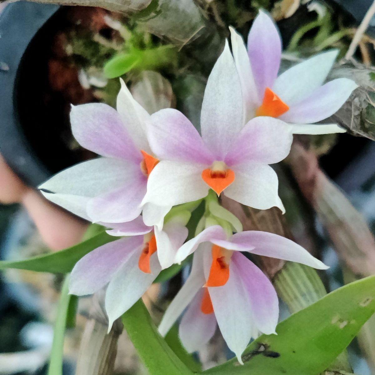 Dendrobium Sakurako orchid - Delicate and graceful blooms for sale online