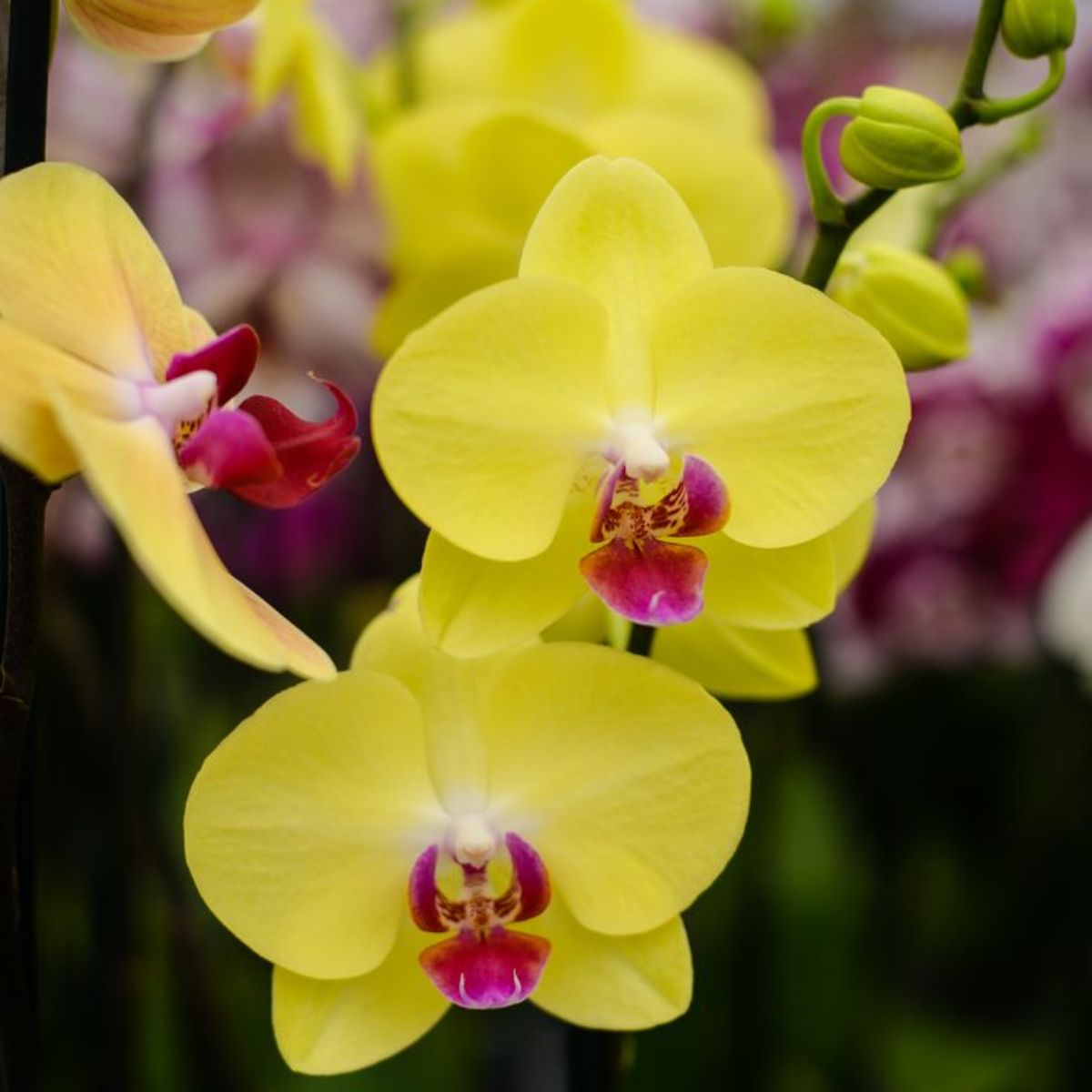 Phalaenopsis Miraflore orchid flower - Exquisite beauty in vibrant colors and delicate petals
