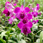 Dendrobium Red Blue LD x Panjarat Pink Orchid - Vibrant , pink blooms - Exquisite floral arrangement - Add beauty to your space with this stunning orchid