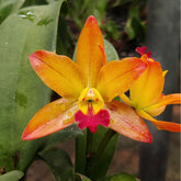The Cattlianthe Ploenpit Fantasy Jairak orchid showcases large and showy blooms that are truly captivating. The flowers exhibit a mesmerizing combination of vibrant colors, including shades of purple, pink, and yellow. The petals may feature intricate patterns and markings, adding to the allure of this orchid variety.