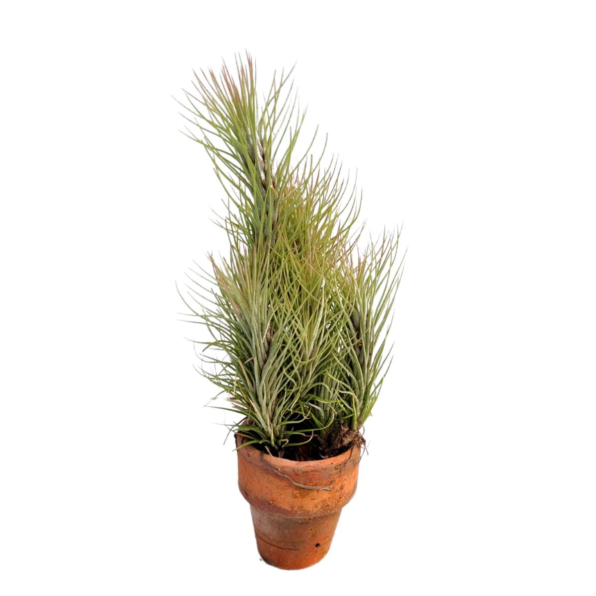 Tillandsia Funckiana Clump air plant collection - Vibrant green leaves in a striking clump formation