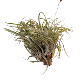 Tillandsia Capitata Seedling Plant - Promising Young Plant with Striking Silver-Gray Foliage