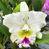 Rlc. Liu's Hope Orchid - Vibrant Blooms for Sale