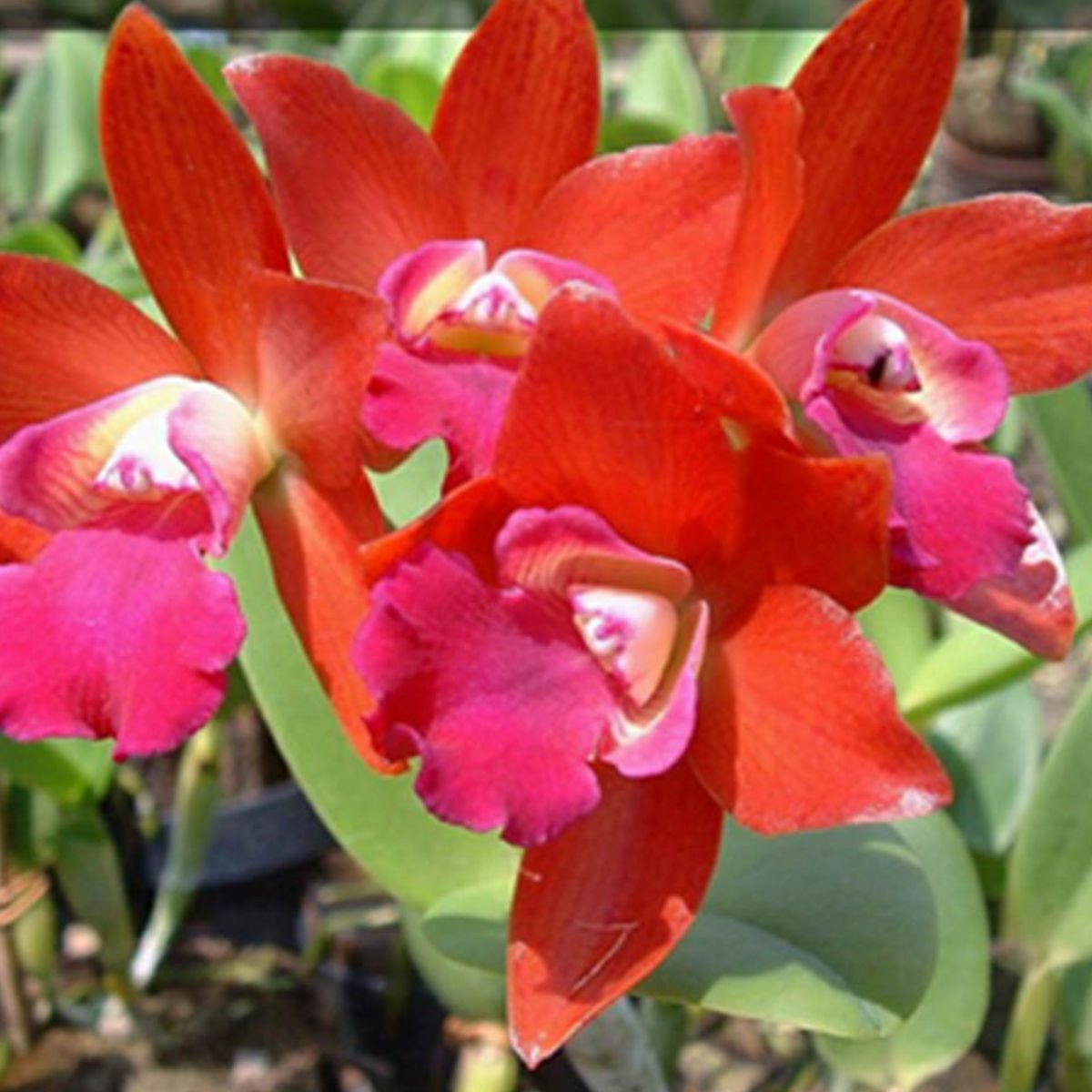 CTT Loog Tone Red Big Seedlings Orchid - Striking Red Blooms of Impressive Size and Beauty