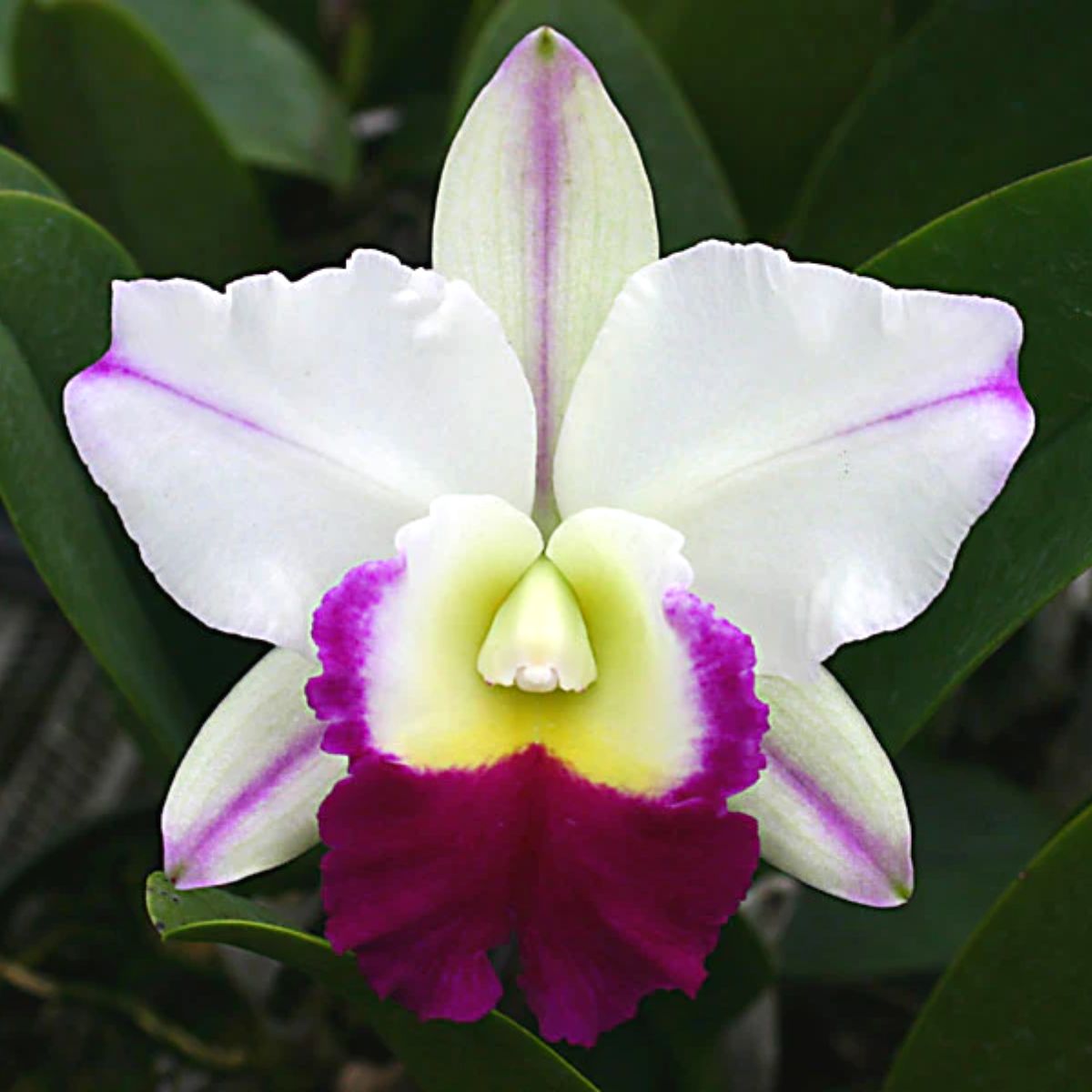 RLC Mem. Anna Balmores Orchid - Enchanting Blooms in Pink, Purple, and White