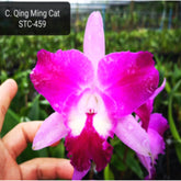 C. Qing Ming Cat Orchid - Playful Blooms Resembling Whimsical Feline Companions