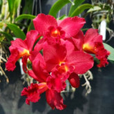 Stunning Ctt Mini Doris Red Dragon Orchid with Bright Red Petals and Yellow Center