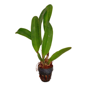 C. Qing Ming Cat Orchid Seedling Plant - Begin Your Journey to Cultivating Adorable Cat-Inspired Orchids